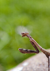 praying mantis