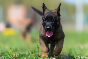 Belgian shepherd puppy running in the green grass. Shallow depth of field.