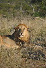 Male Lion in south africa © Wojtek
