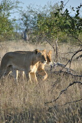 Hunting lions