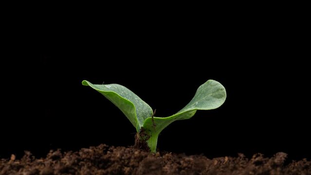 Growing plants in spring, timelapse. Sprouts germination newborn Green seedling