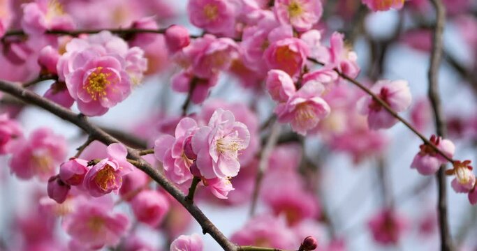 pink Japnese apricot flowers in a wind