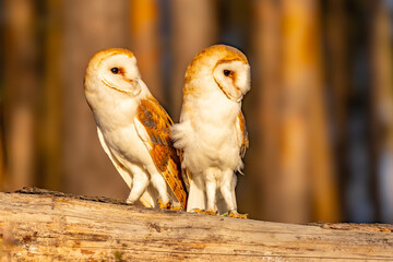 common barn owl ( Tyto albahead ) head close up
