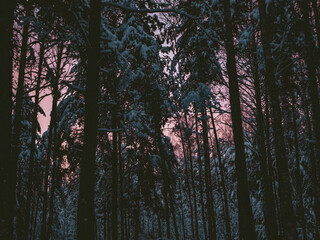 Fototapeta premium A silhouette view of trees and branches in the forest against dusk sky at sunset