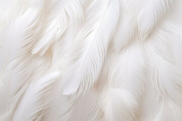 Feathers background for peace calm, Closeup, white and feathers background for spirituality for God, religion and hope, Ai generated