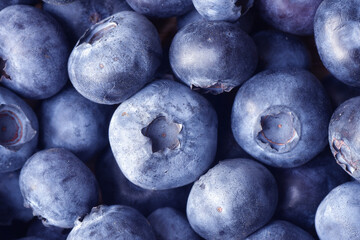 Macro shot of unwashed blueberries. Clear sharp details and texture of blueberry. Blueberries are a nutritious, delicious food. Healthy benefits, organic eating concept. 