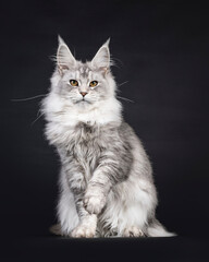Impressive silver Maine Coon cat, sitting up facing front. Looking straight to camera. One paw lifted. isolated on a black background.