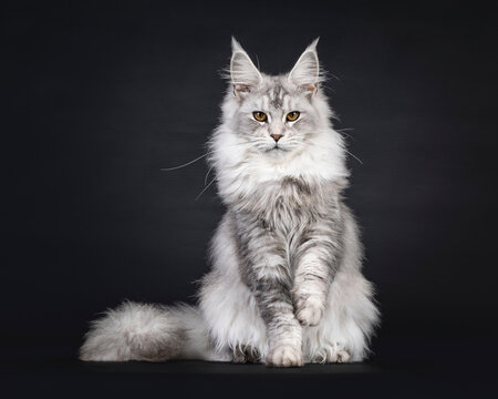 Impressive silver Maine Coon cat, sitting up facing front. Looking straight to camera. One paw lifted. isolated on a black background.