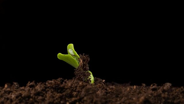 Growing plants in spring, timelapse. Sprouts germination newborn Cucumber. Green seedling