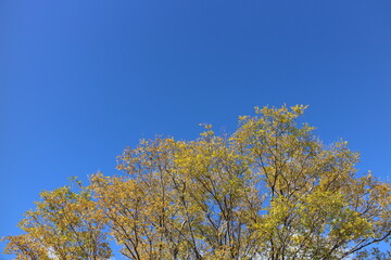 秋の風景　紅葉の木