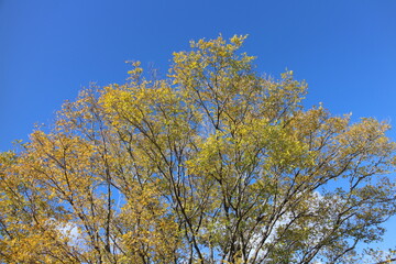 Fototapeta premium 秋の風景 紅葉の木