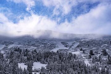 Snow-covered mountain slope overgrown with spruce and juniper trees after a recent snowfall