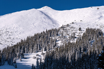Snow-covered mountain slope overgrown with spruce and juniper trees after a recent snowfall