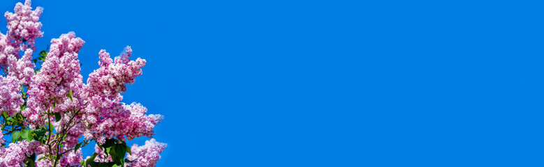 Pink lilac blooms in the Botanical garden
