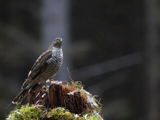 Female Sparrowhawk in the North of Scotland