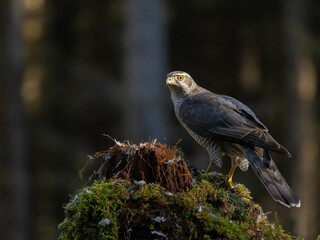 Goshawk in the North of Scotland