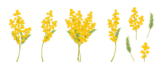 Set of mimosa flowers. Yellow spring flowers, mimosa bouquet. Vector illustration isolated on white background. - obrazy, fototapety, plakaty