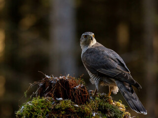 Fototapeta premium Goshawk in the North of Scotland