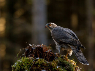Goshawk perched in the North of Scotland
