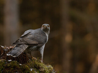 Goshawk in the North of Scotland