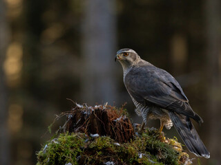 Goshawk in the North of Scotland