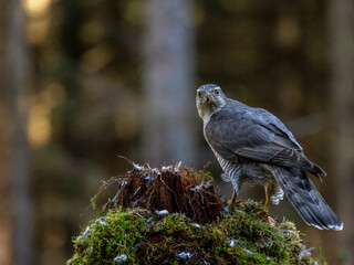 Goshawk in the North of Scotland