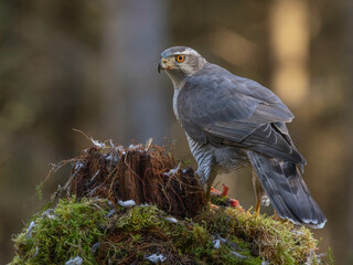 Fototapeta premium Goshawk in the North of Scotland
