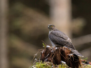 Female Sparrowhawk in the North of Scotland