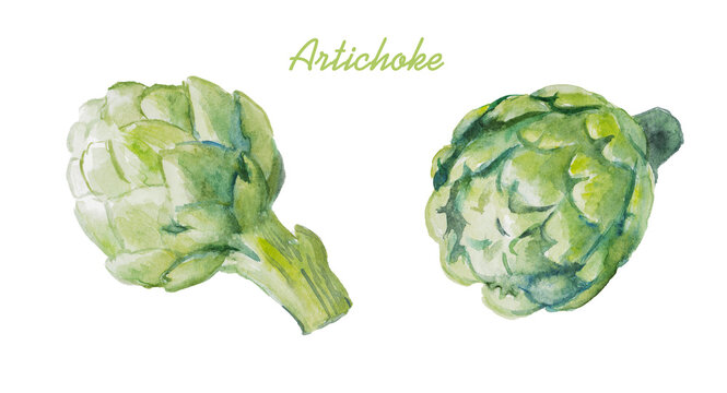 Watercolor hand painted illustration of  artichoke , green , purple artichokes, vegetable , vegetarian food , watercolor , food illustration