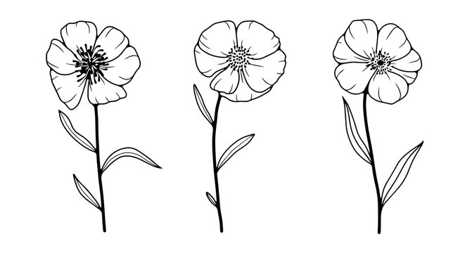 Hand drawn floral illustration with three wildflowers. Outline of flowers on a white background