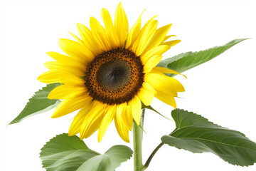 Vibrant sunflower with bright yellow petals isolated on white background