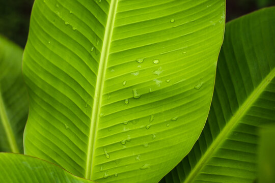 Close-up photo of the surface of a young green banana leaf. for background. natural background