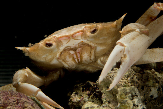 Deep-sea crab (Geryon longipes) on sandy seabed Gulf of Asinara. Sardinia, Italy, Mediterranean sea