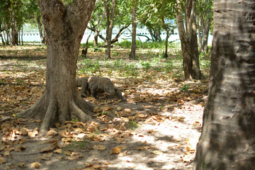 Komodo Dragon Walking Behind The Trees