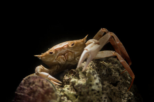 Deep-sea crab (Geryon longipes) on sandy seabed Gulf of Asinara. Sardinia, Italy, Mediterranean sea