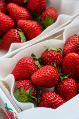 ふるさと納税の返礼品のいちご