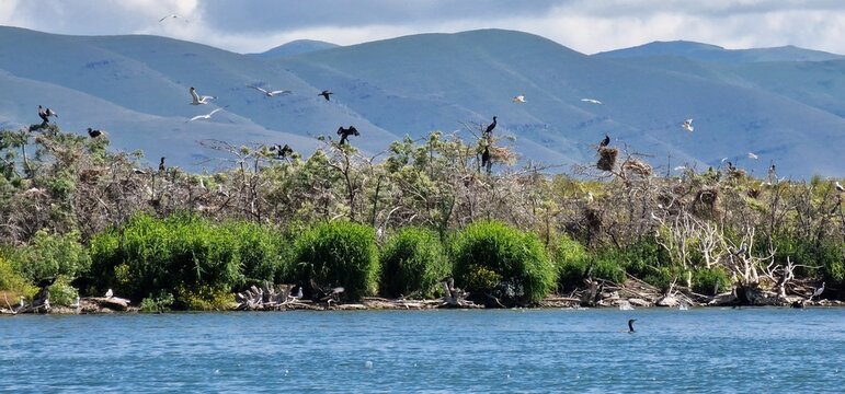 birds on lake sevan armenia, cormorants and sea gulls