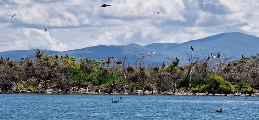 Tuinposter birds on lake sevan armenia, cormorants and sea gulls © Michaela Holubová