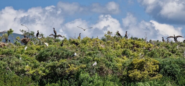 birds on lake sevan armenia, cormorants and sea gulls