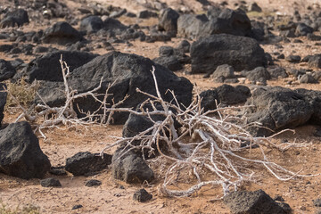 Plant of Fuerteventura. - 733940757