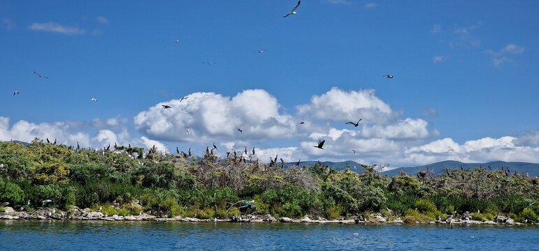 birds on lake sevan armenia, cormorants and sea gulls