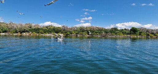 birds on lake sevan armenia, cormorants and sea gulls