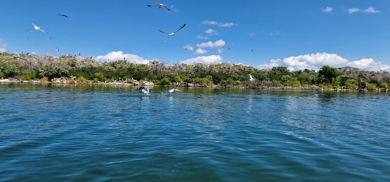birds on lake sevan armenia, cormorants and sea gulls
