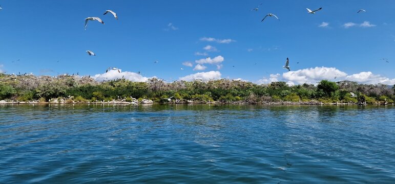 birds on lake sevan armenia, cormorants and sea gulls