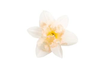 Fototapeta na wymiar Flower of a daffodil with a yellow center isolated on a white background.