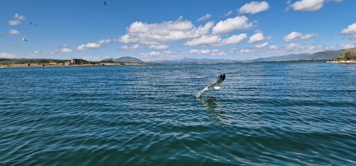 Fototapeta na wymiar birds on lake sevan armenia, cormorants and sea gulls