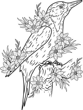 recommend clip art: Woodpecker with flowers, line art illustration