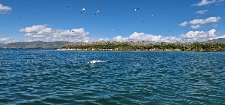 
birds on lake sevan armenia, cormorants and sea gulls, larus and phalacrocorax