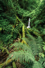 Small waterfall among abundant vegetation with fern in the foreground in the Courel Mountains Unesco Geopark