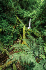 Small waterfall among abundant vegetation with fern in the foreground in the Courel Mountains...